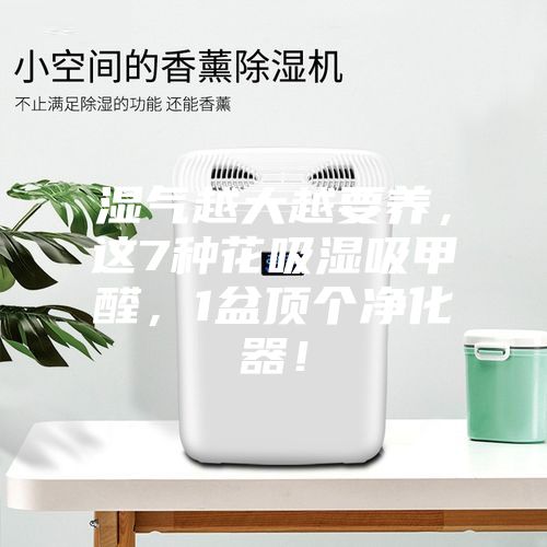 濕氣越大越要養，這7種花吸濕吸甲醛，1盆頂個凈化器！